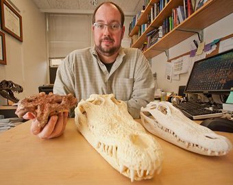 Палеонтологи открыли новый вид древнего крокодила