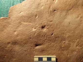 В Австралии найдено самое древнее животное, обладающее скелетом