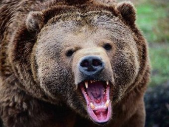 В японском зоопарке медведи растерзали двух девушек