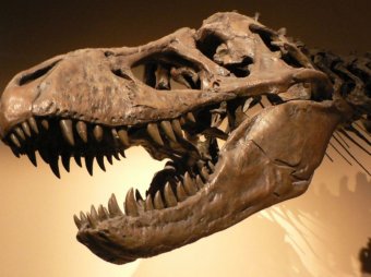 Учёные выяснили новые причины вымирания динозавров