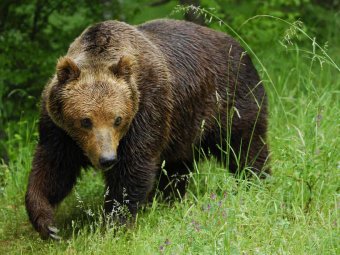 На Камчатке медведи-людоеды растерзали человека