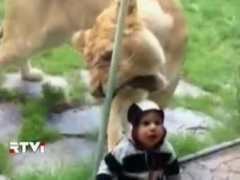 Американка сняла на видео, как львица пытается съесть ее ребенка
