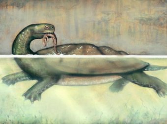 В Колумбии найдена доисторическая черепаха размером с автомобиль