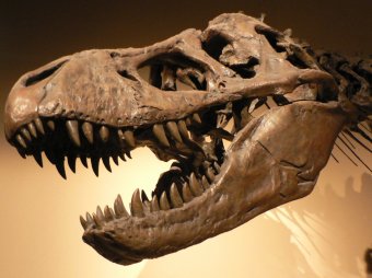 В США на аукционе продают динозавра