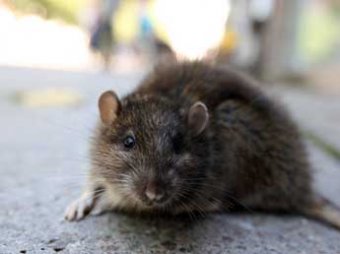 Американец заразился бубонной чумой средневековья, спасая мышь от кошки