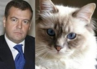 Медведев показал пользователям «котэ» Дорофея