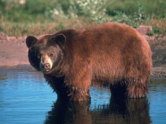 Осужденного за убийство съел медведь
