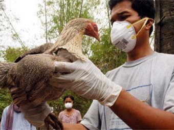 Ученые: птичий грипп может уничтожить человечество