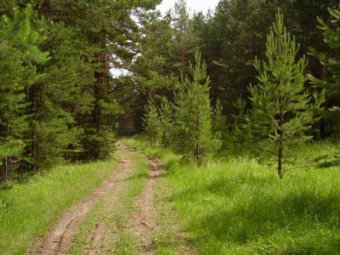 Во Владимирской области мать пыталась задушить детей, уведя их в лес