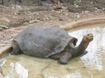 Умерла последняя редчайшая слоновая черепаха