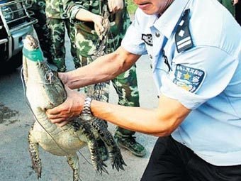 Китайская полиция спасла от попадания в суп 3,6 тысячи крокодилов