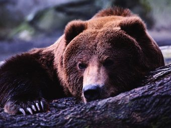 Под Улан-Удэ обнаружено "кладбище" медведей