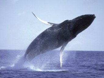 Туша гигантского кита, выброшенного на пляж, стала проблемой для Сиднея