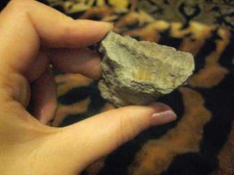 В Парагвае обнаружен один из самых древних скелетов из хитина