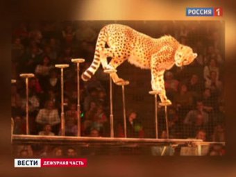 ЧП в цирке-шапито Тольятти: гепард бросился на детей