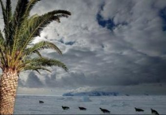 Ученые: глобальное потепление уже было: в Антарктиде нашли пальмы и баобабы