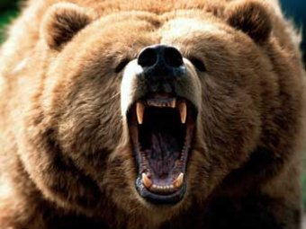 На Аляске медведь насмерть загрыз фотографа