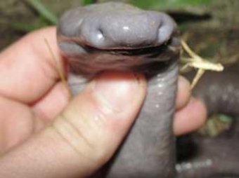 В долине Амазонки нашли похожую на пенис неизвестную науке змею