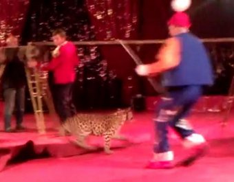 Нападение леопарда на ребенка в цирке попало на видео
