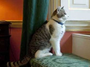 Британский премьер Дэвид Кэмерон уволил своего кота Ларри за безделье