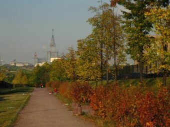 В одном из парков Москвы разбросали яд: погибли более 30 собак