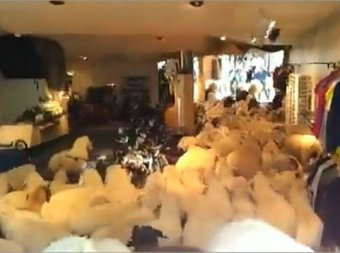 Овцы, устроившие погром в спортмагазине, стали хитом Youtube