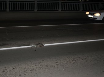 В Саратове дорожники нанесли разметку на мёртвую кошку