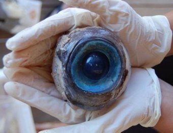 Ученые раскрыли тайну найденного во Флориде гигантского глаза