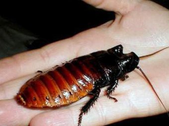В США умер победитель конкурса по поеданию тараканов