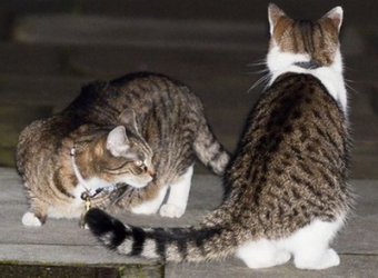 Полиция разняла драку котов британского премьера и главы минфина