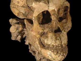 Скелет трехлетней девочки раскрыл тайну эволюции человека