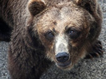 На Камчатке застрелили медведя, вломившегося в дом