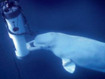 В США обнаружен кит, который умеет говорить человеческим голосом