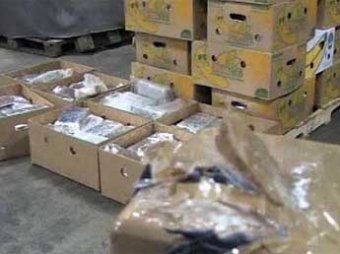 В Бельгии в контейнере с бананами нашли крупнейшую партию кокаина на 500 млн евро