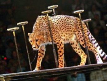 В цирке в Домодедово гепард растерзал 7-летнего ребенка