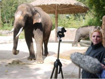 В южнокорейском зоопарке нашли говорящего слона