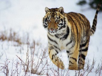 В Приморье убийца амурского тигра приговорён к исправительным работам и штрафу в 575 тыс