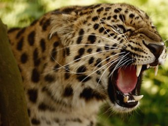 В Непале леопард-людоед съел 15 человек