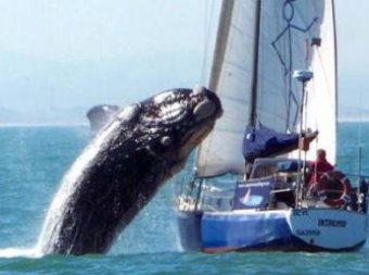 В Южной Африке "летающий" кит потопил лодку с пассажирами