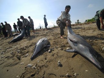 Около сотни дельфинов выбросились на пляжи Австралии