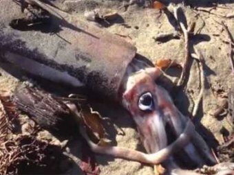 В Калифорнии тысячи кальмаров покончили жизнь самоубийством