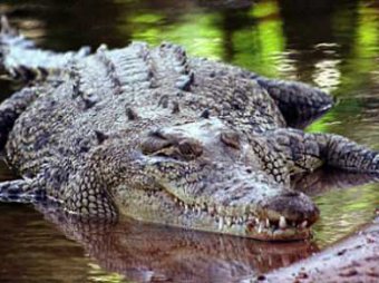 В Австралии крокодил-людоед убил ребёнка на глазах у родителей