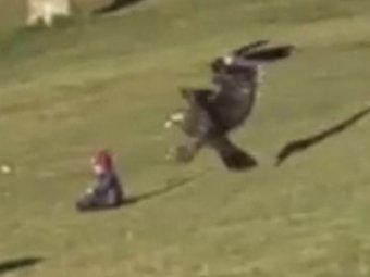 В парке Монреаля орел пытался унести ребенка прямо на глазах родителей