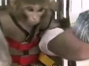 Иран успешно запустил обезьяну в космос
