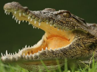 С фермы в Лимпопо сбежали более 15 тысяч крокодилов