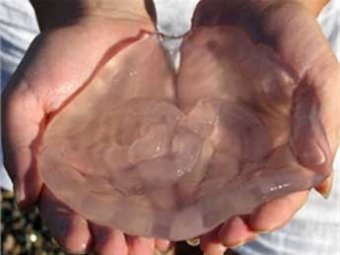 Крым захватили миллионы черноморских медуз