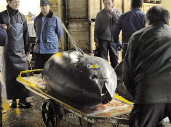 В Японии тунец весом 222 кг продан за ,8 млн