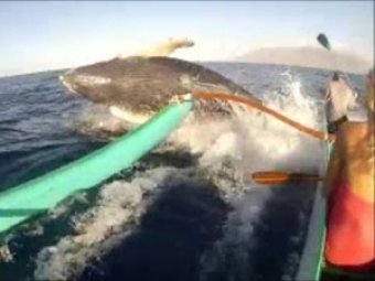 В океане огромный кит столкнулся с лодкой туристов