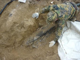 Учёные раскопали в Кабардино-Балкарии редчайшие останки южного мамонта