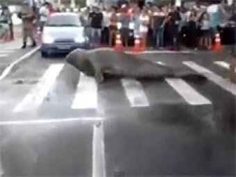 В Бразилии огромный дикий морской лев перешел дорогу по "зебре"